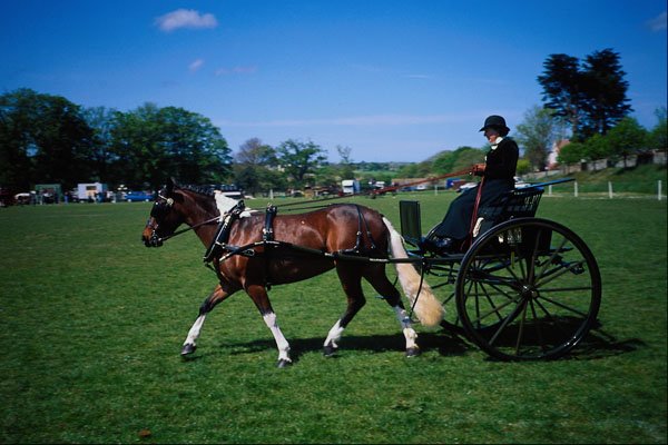 741081 Jersey Horse Driving, Grainville Fields, Jersey City, U.S.A. A4 Photo Print
