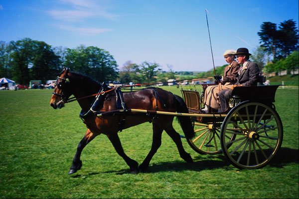741083 Horse Driving, Grainville Fields, Jersey City, U.S.A. A4 Photo Print