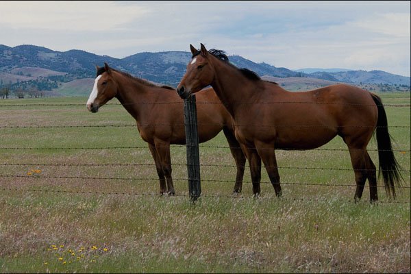 741084 Horses In Fields, Bear Valley, California, U.S.A. A4 Photo Print
