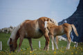 741085 Haflinger Foal And Filly, Otztal, Austria A4 Photo Print