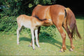 741092 New Forest Ponies A4 Photo Print