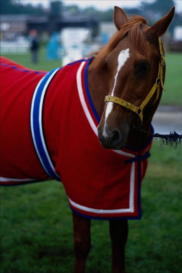 741093 Chestnut Pony With White Blaze And Red Blanket A4 Photo Print