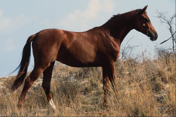 741096 Arabian Horse A4 Photo Print