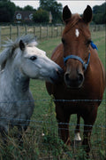 741097 Horses In Field, Chiltern Hills, Buckinghamshire, England A4 Photo Print