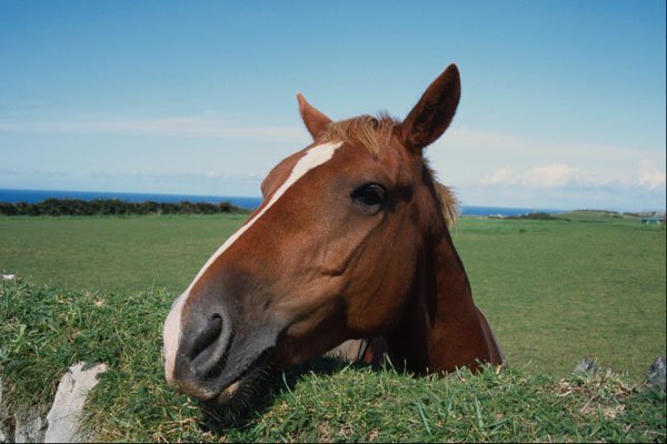 741098 Horse's Head Over Hedge A4 Photo Print