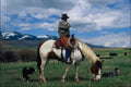 741099 Cowboy Counting Cows A4 Photo Print
