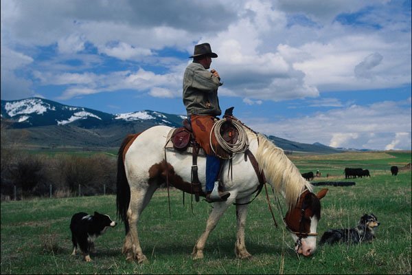 741099 Cowboy Counting Cows A4 Photo Print