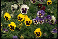 750000 Pansies A4 Photo Print