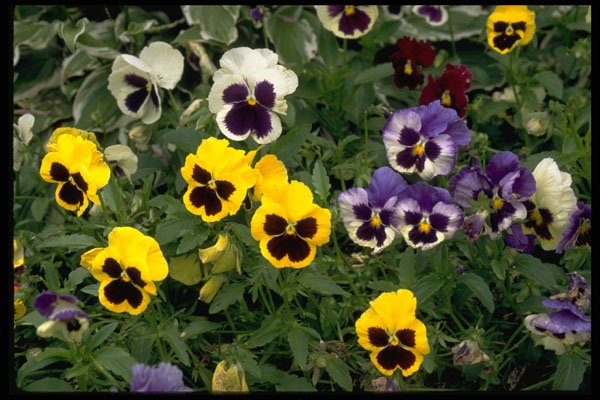 750000 Pansies A4 Photo Print
