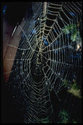 750001 Spider Web A4 Photo Print