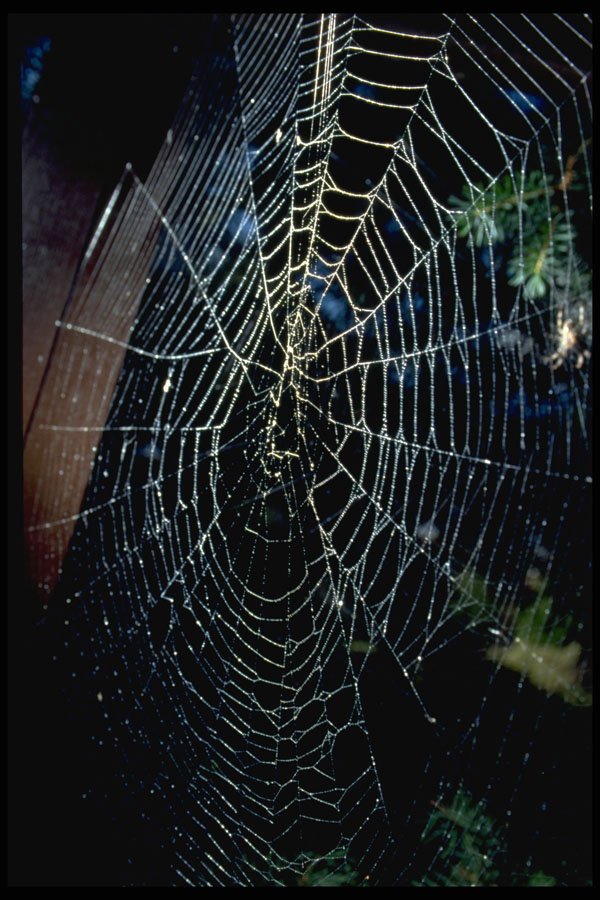750001 Spider Web A4 Photo Print