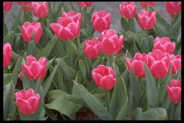 750002 Pink Tulips A4 Photo Print