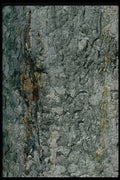 750003 Aspen Bark, Yellow And Grey A4 Photo Print