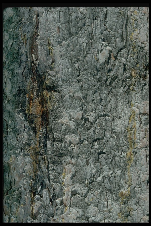 750003 Aspen Bark, Yellow And Grey A4 Photo Print