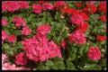 750004 Chrysanthemum Blossom A4 Photo Print