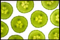 750014 Cucumbers A4 Photo Print