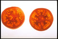750016 Tomatoes A4 Photo Print