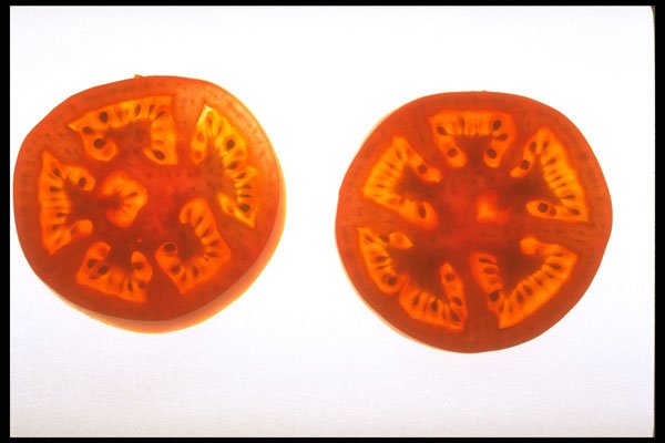 750016 Tomatoes A4 Photo Print