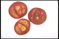 750017 Red Onion A4 Photo Print