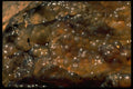 750020 Amber, Mali A4 Photo Print
