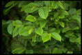750021 Hornbeam (carpinus Betulus) A4 Photo Print