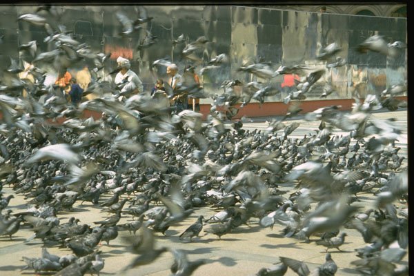 750030 Flock Of Birds, Red Stripe In Background A4 Photo Print