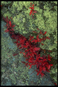 750031 Reindeer Lichen And Blueberry Leaves, Quebec, Canada A4 Photo Print