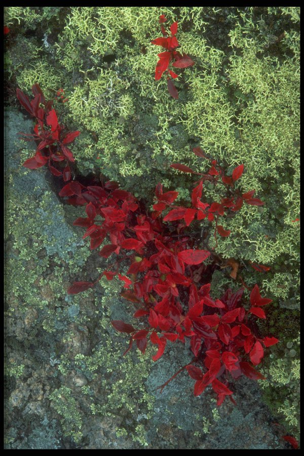 750031 Reindeer Lichen And Blueberry Leaves, Quebec, Canada A4 Photo Print