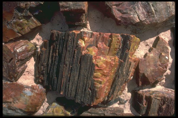 750035 Petrified Wood Wall A4 Photo Print