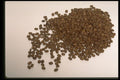 750043 Coffee Beans A4 Photo Print