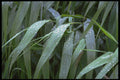 750045 Reed During Rain A4 Photo Print