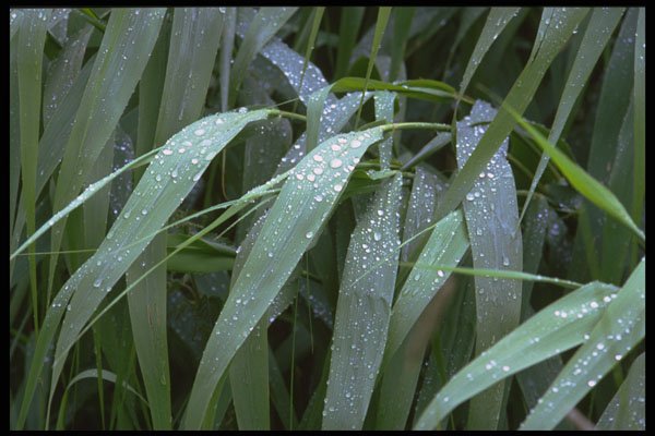 750045 Reed During Rain A4 Photo Print