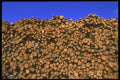 750046 Cornerbrook Lumber A4 Photo Print