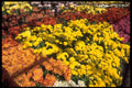 750048 Mum Show, Experimental Farm, Ottawa, Ontario, Canada A4 Photo Print