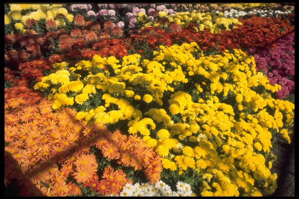 750048 Mum Show, Experimental Farm, Ottawa, Ontario, Canada A4 Photo Print