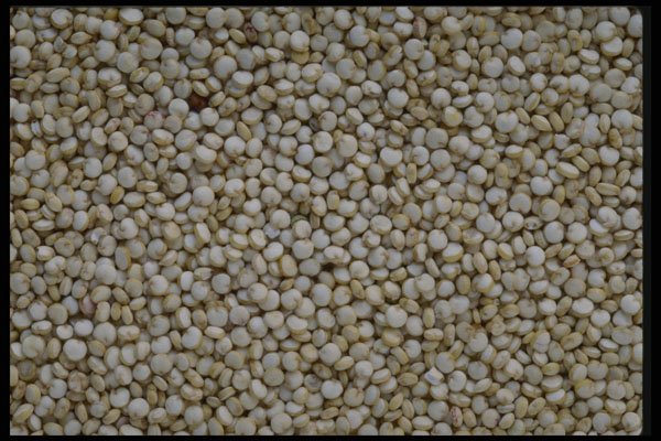750053 Quinoa A4 Photo Print