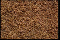 750055 Pencil Shavings A4 Photo Print