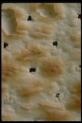 750069 Cracker A4 Photo Print