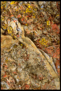 750072 Forest Floor A4 Photo Print