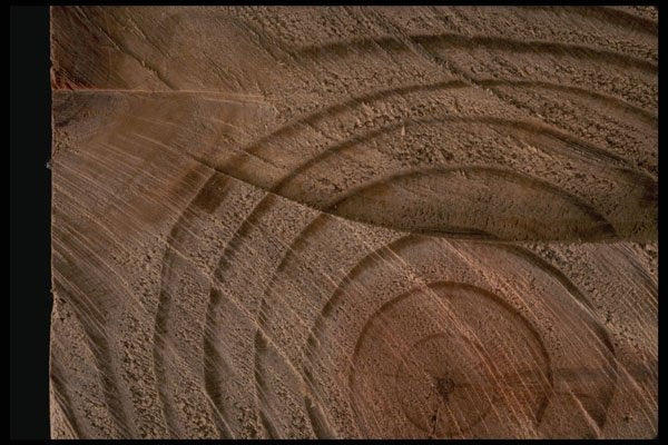 750078 Wood, End Cut A4 Photo Print