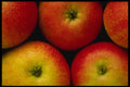 750094 Spartan Apples A4 Photo Print