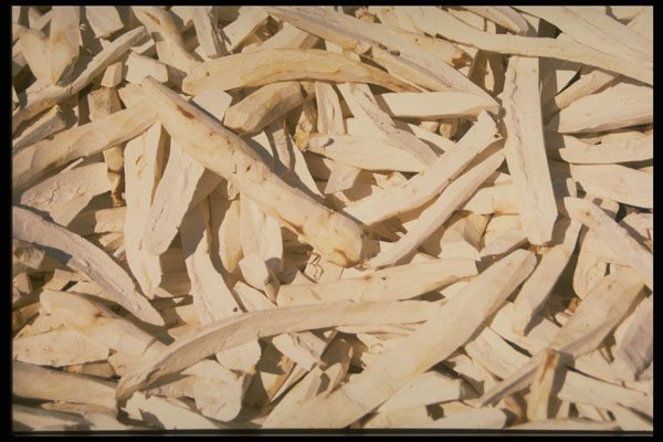 750097 Cassava Sweet Potato A4 Photo Print