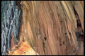 750098 Wood Texture A4 Photo Print