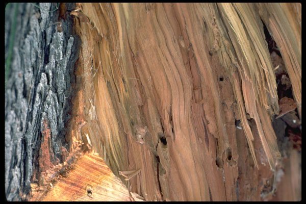 750098 Wood Texture A4 Photo Print