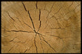 751003 Log, Cross section A4 Photo Print