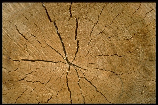 751003 Log, Cross section A4 Photo Print