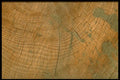 751004 Log, Grain A4 Photo Print