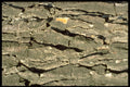 751005 Shadow Tree Bark A4 Photo Print