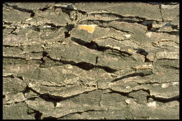 751005 Shadow Tree Bark A4 Photo Print