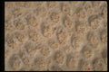 751007 Sea Shell, Trinidad A4 Photo Print